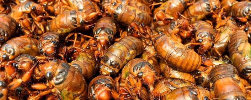 養魚的小說_主角養觀賞魚發家的小說_養觀賞魚的小說