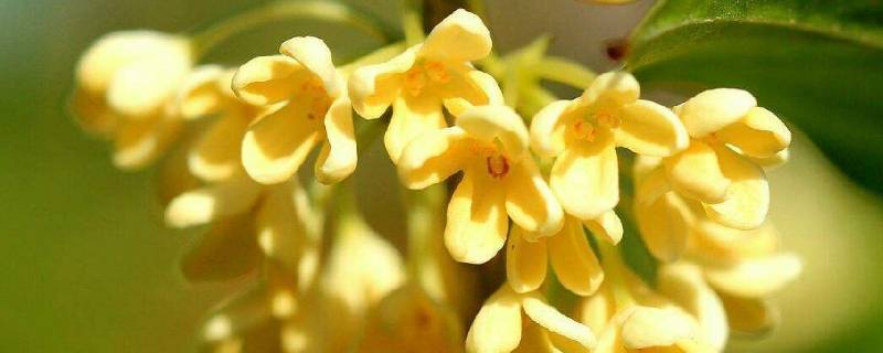 養魚的小說_養觀賞魚的小說_主角養觀賞魚發家的小說