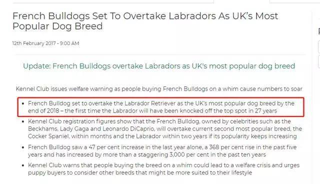 拉布拉多幼犬怎么喂養方法_幼犬拉布拉多怎么訓練拉屎_喂養幼犬拉布拉多方法圖片