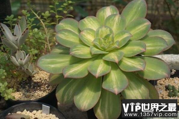 蓮花座大型多肉好養嗎_大型蓮花座多肉_蓮花座多肉植物