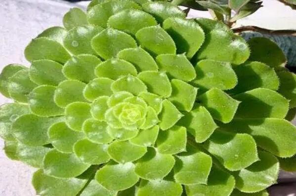 蓮花座多肉植物_蓮花座大型多肉好養嗎_大型蓮花座多肉