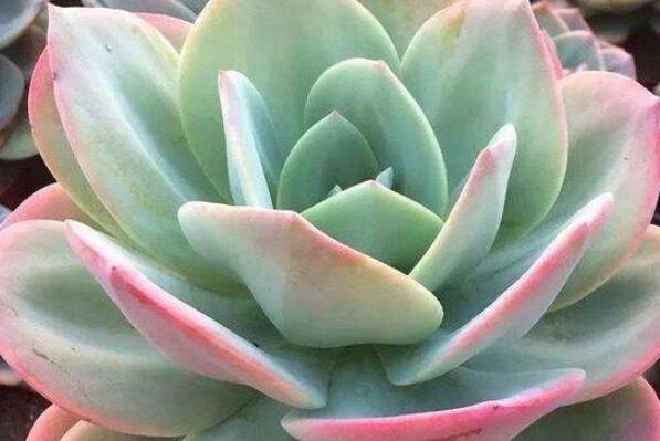 蓮花座大型多肉好養嗎_蓮花座多肉植物_大型蓮花座多肉