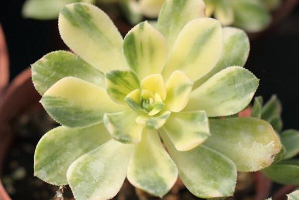 大型蓮花座多肉_蓮花座大型多肉好養嗎_蓮花座多肉植物