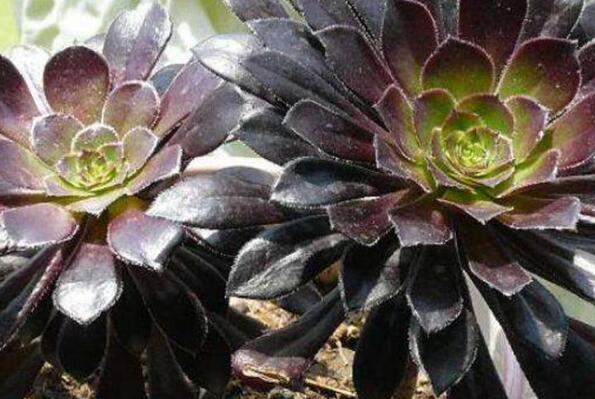 大型蓮花座多肉_蓮花座多肉植物_蓮花座大型多肉好養嗎