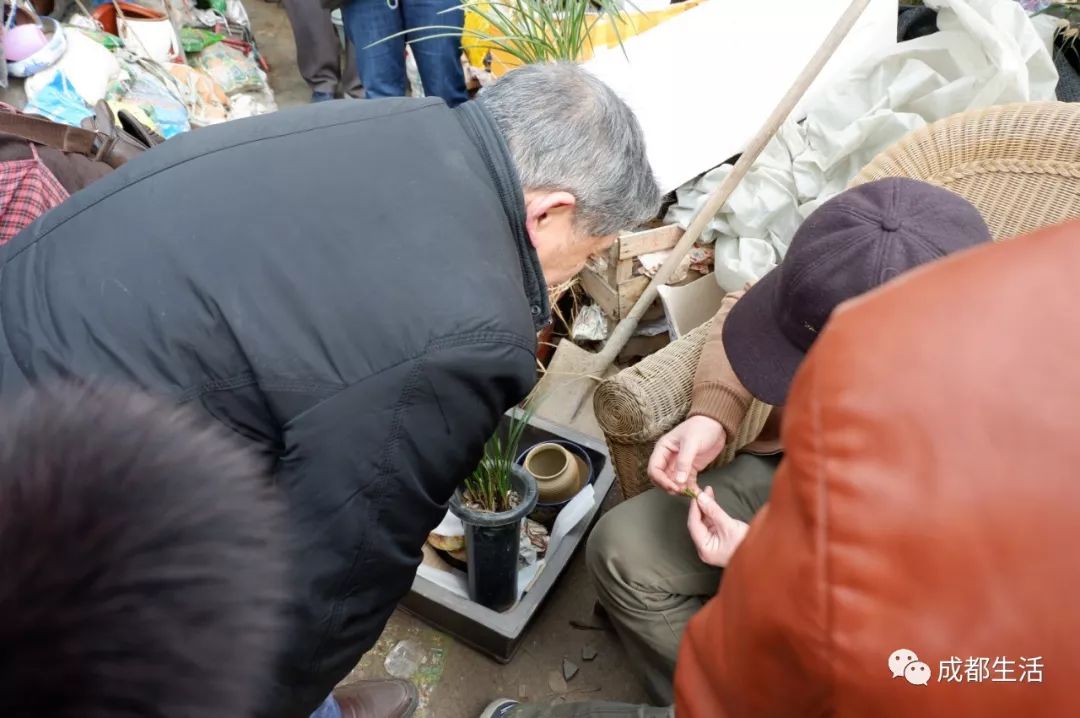 八尺鏡多肉_八尺鏡多肉_八尺鏡多肉