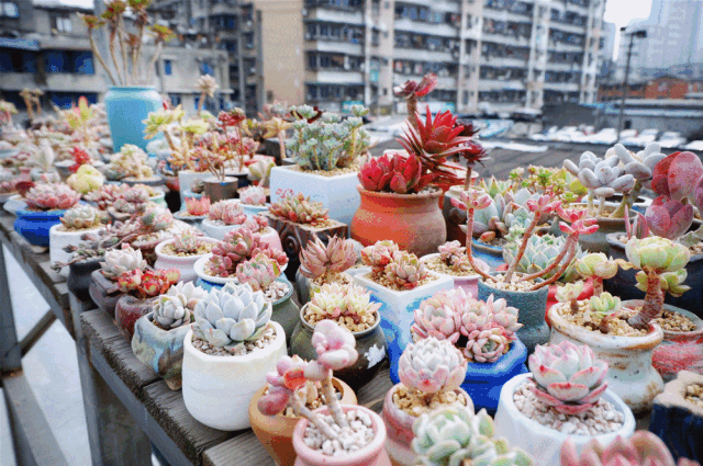 八尺鏡多肉_八尺鏡多肉_八尺鏡多肉