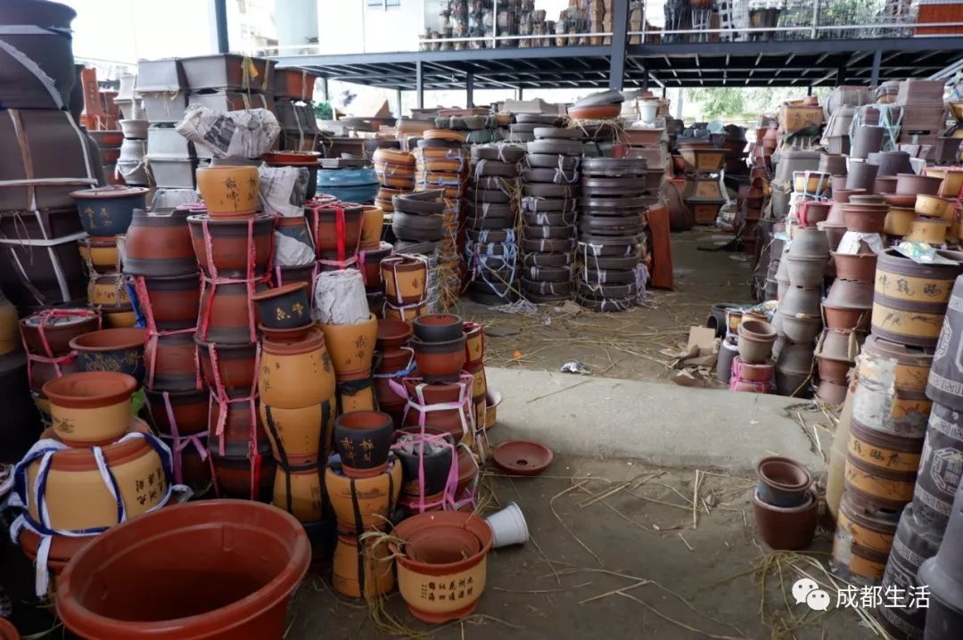 八尺鏡多肉_八尺鏡多肉_八尺鏡多肉