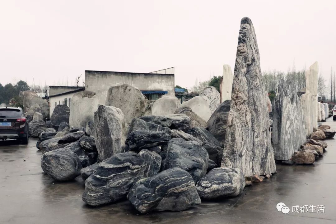 八尺鏡多肉_八尺鏡多肉_八尺鏡多肉