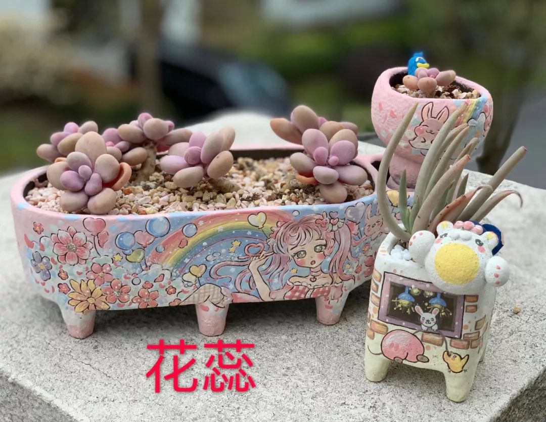 多肉 寶石花_多肉植物寶石花_多肉植物寶石花的含義