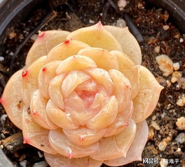 多肉姐妹純愛和恩寵，好養(yǎng)好看長勢旺，前者