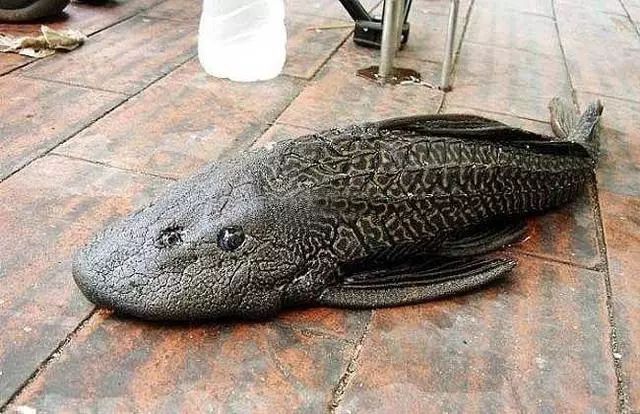 清道夫是觀賞魚嗎_觀賞魚清道夫是什么品種_觀賞魚清道夫是淡水魚嗎