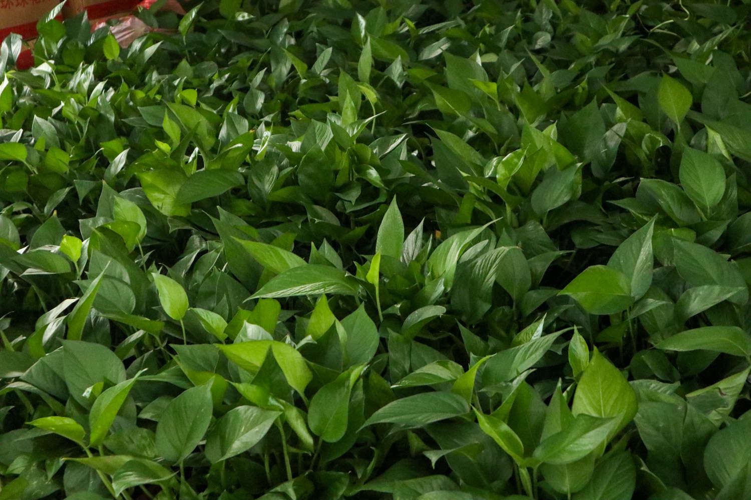 多肉怎么插葉片_多肉葉插的好處_多肉葉插葉片朝上還是朝下