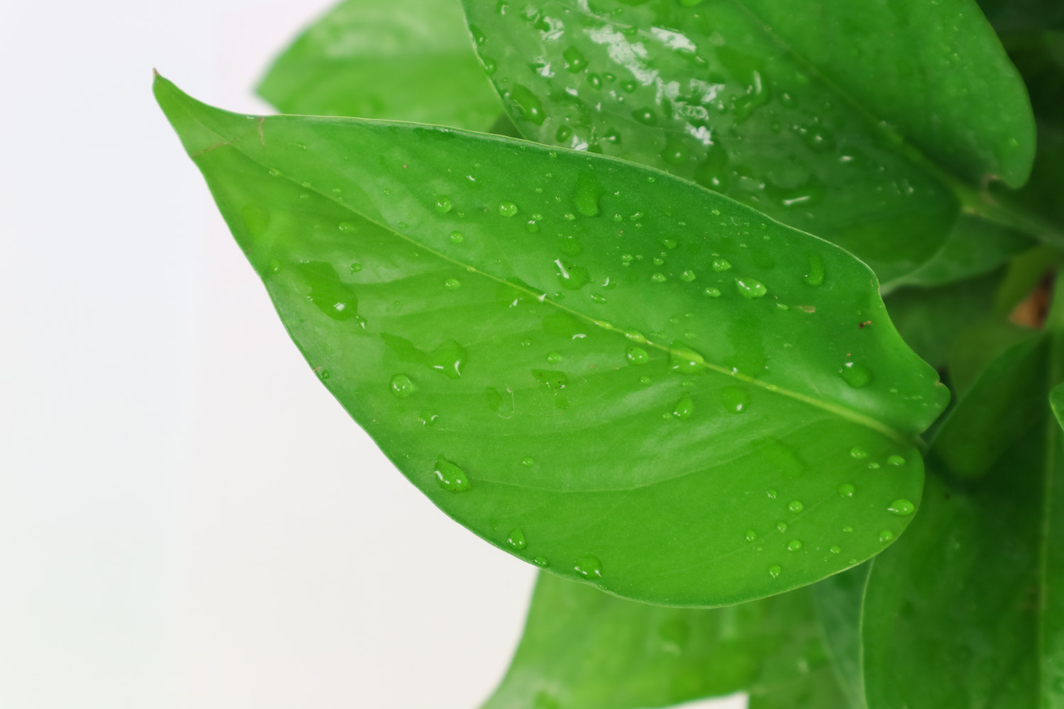 多肉葉插的好處_多肉怎么插葉片_多肉葉插葉片朝上還是朝下