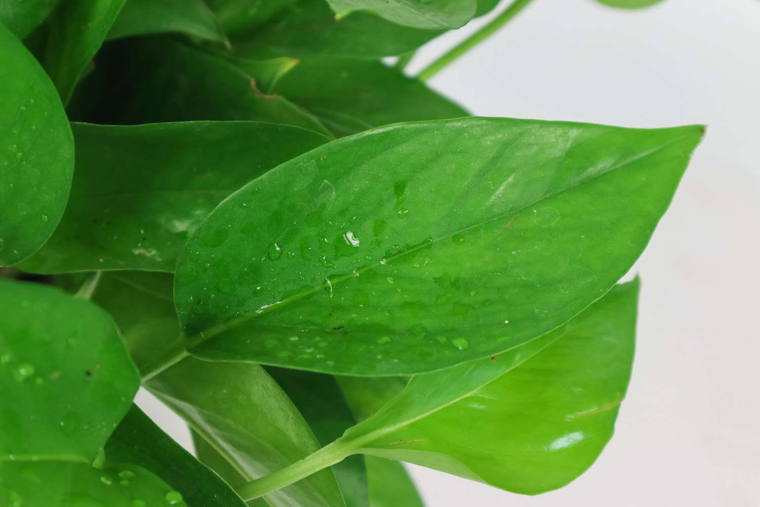 多肉怎么插葉片_多肉葉插的好處_多肉葉插葉片朝上還是朝下