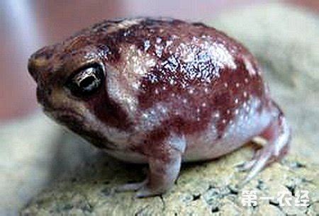 多肉 香草_香草多肉狀態圖片_香草多肉好養嗎