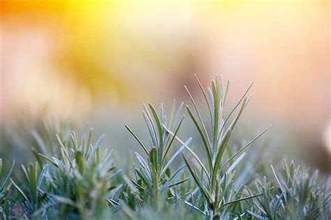 香草多肉狀態圖片_多肉 香草_香草多肉好養嗎