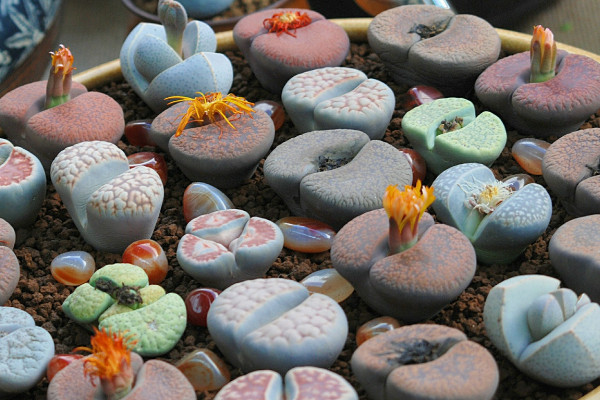 萬象多肉價格及圖片_萬象多肉植物_多肉 萬象