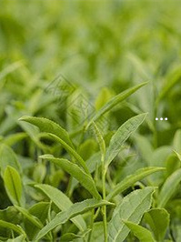 多肉變多頭_多頭的多肉怎樣養(yǎng)出來的_多肉變多頭的方法