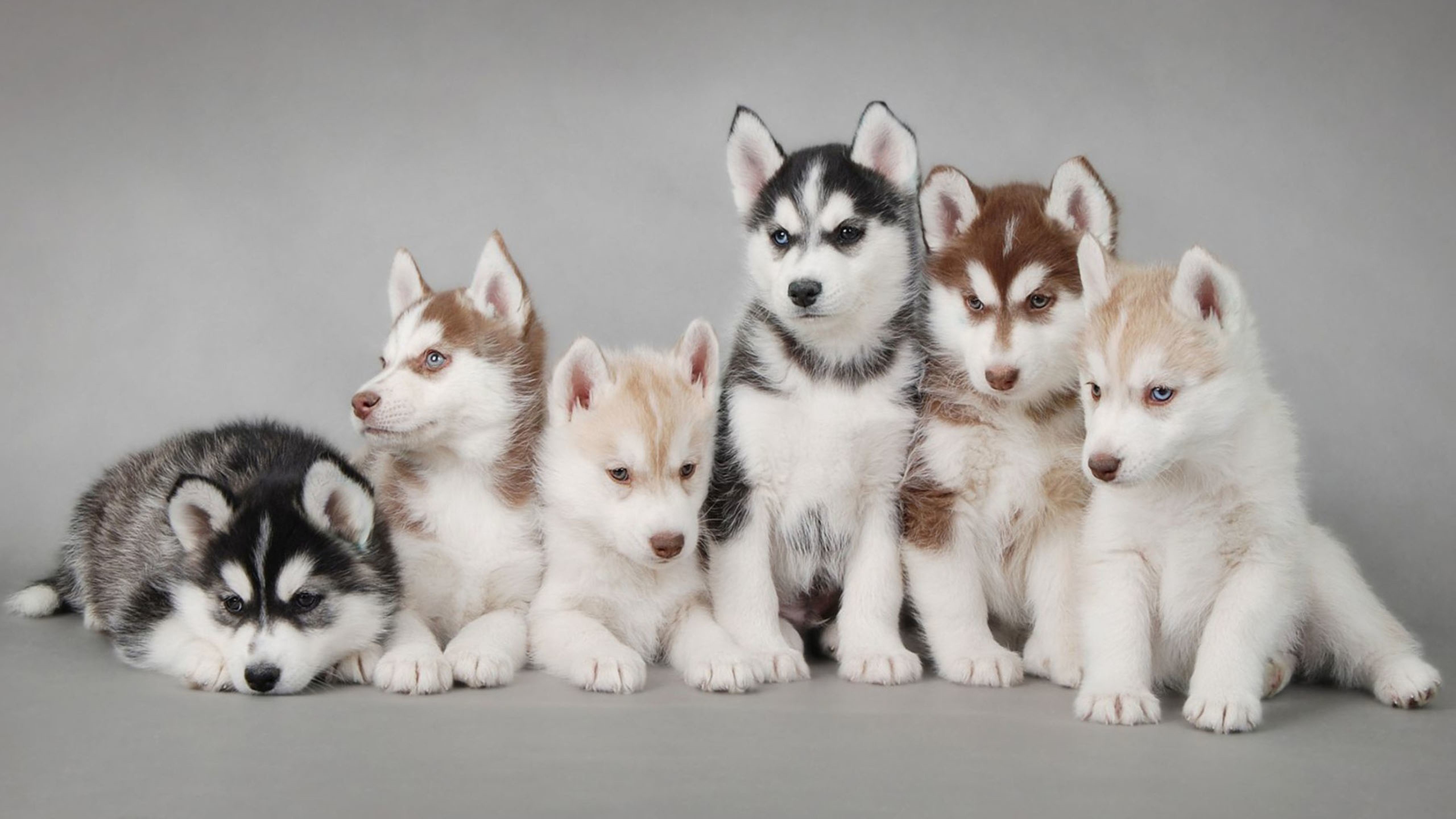 怎么教小狗狗在指定的地方大小便_大狗會教小狗定點_狗狗指定地點大小便