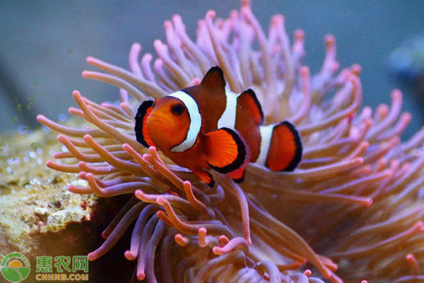 小型海水觀賞魚_海水觀賞小型魚有哪些_海水大型觀賞魚