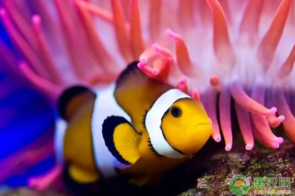 海水大型觀賞魚_海水觀賞小型魚有哪些_小型海水觀賞魚