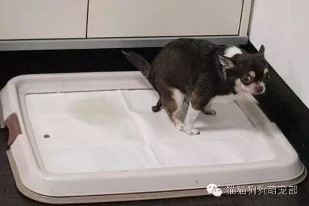 狗在固定位置小便怎么辦_小狗固定地方大小便怎么訓練_如何讓狗狗去固定的地方大小便