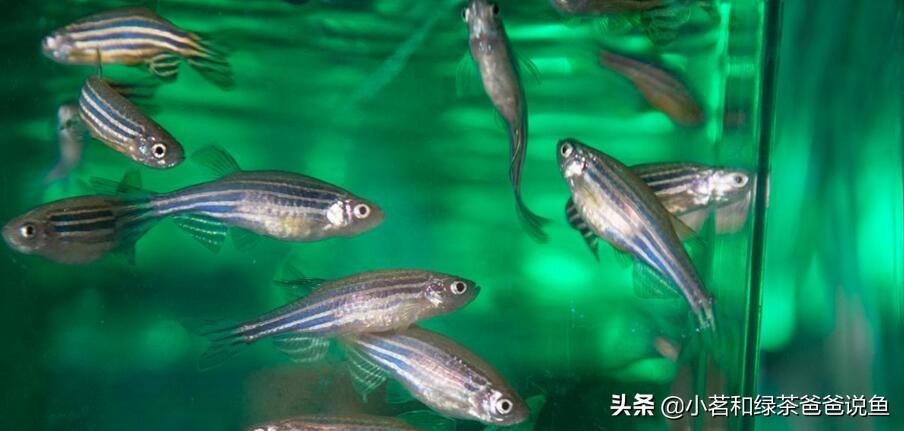 淡水養殖觀賞魚_觀賞淡水養魚好養嗎_最好養的淡水觀賞魚