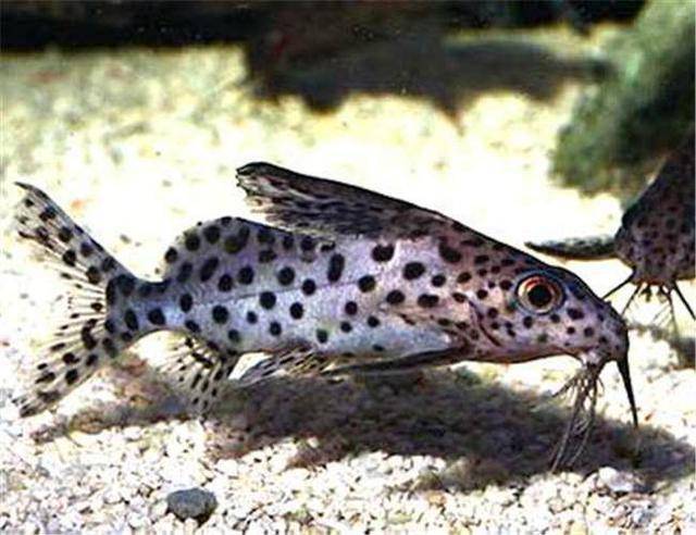 鯰魚很像_鯰魚長得像的是什么魚_像鯰魚一樣的觀賞魚