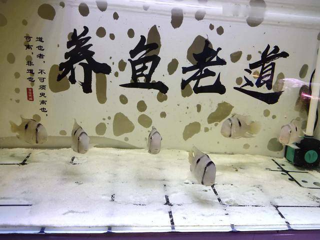 像鯰魚一樣的觀賞魚_鯰魚長得像的是什么魚_鯰魚很像