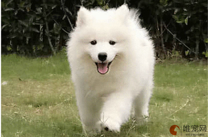 薩摩耶為什么很少人養 是禁養犬嗎