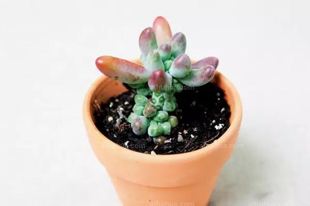 葉片很肥的多肉_葉片厚的多肉品種_大葉片肥厚的多肉品種