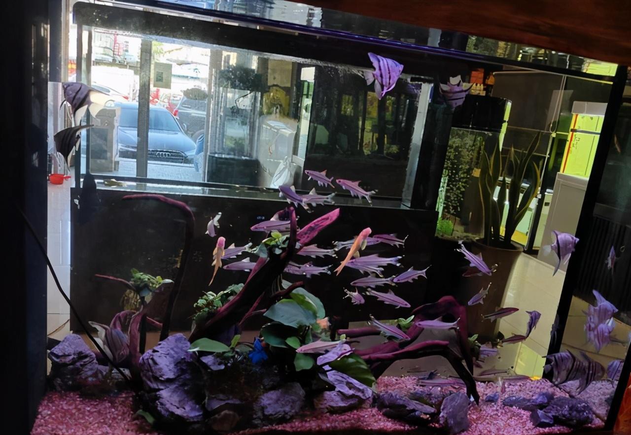 觀賞治魚(yú)水霉病用什么藥_觀賞魚(yú)水霉病怎么治_觀賞治魚(yú)水霉病的藥物