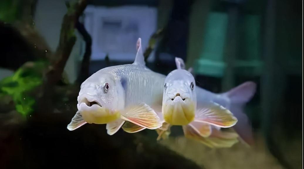 觀賞魚(yú)水霉病怎么治_觀賞治魚(yú)水霉病的藥物_觀賞治魚(yú)水霉病用什么藥