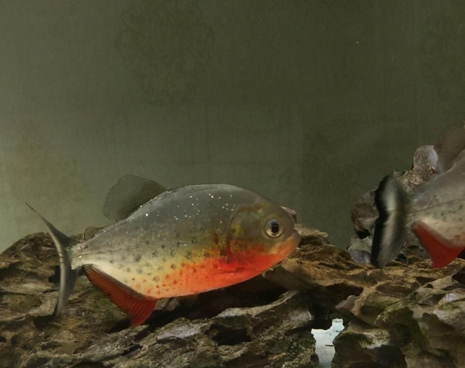 觀賞魚(yú)水霉病怎么治_觀賞治魚(yú)水霉病用什么藥_觀賞治魚(yú)水霉病的藥物