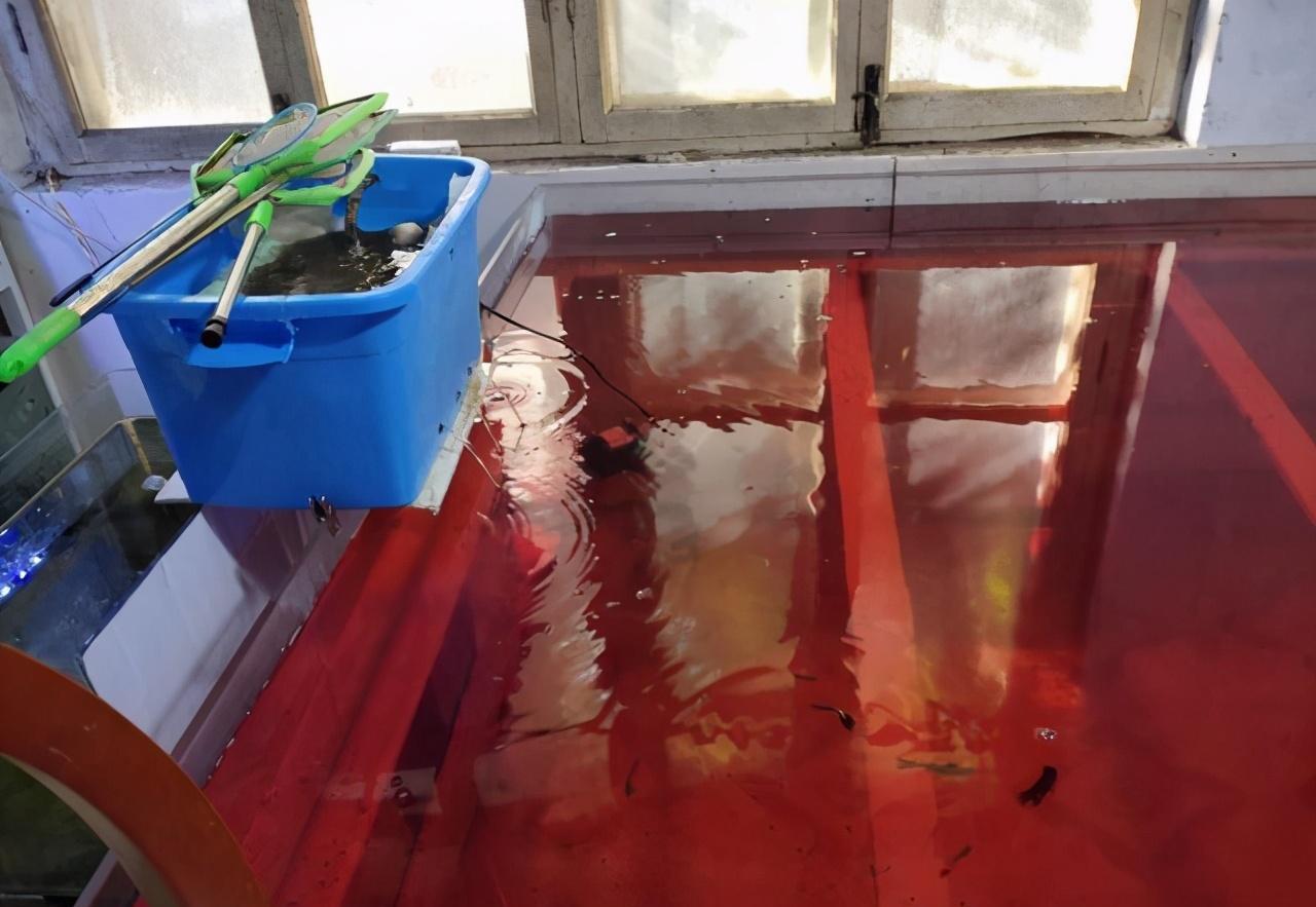 觀賞治魚(yú)水霉病的藥物_觀賞治魚(yú)水霉病用什么藥_觀賞魚(yú)水霉病怎么治