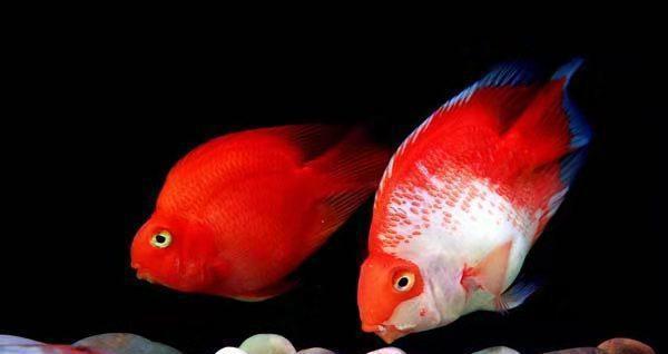 觀賞魚鹽_食鹽魚_觀賞魚鹽一粒多少克