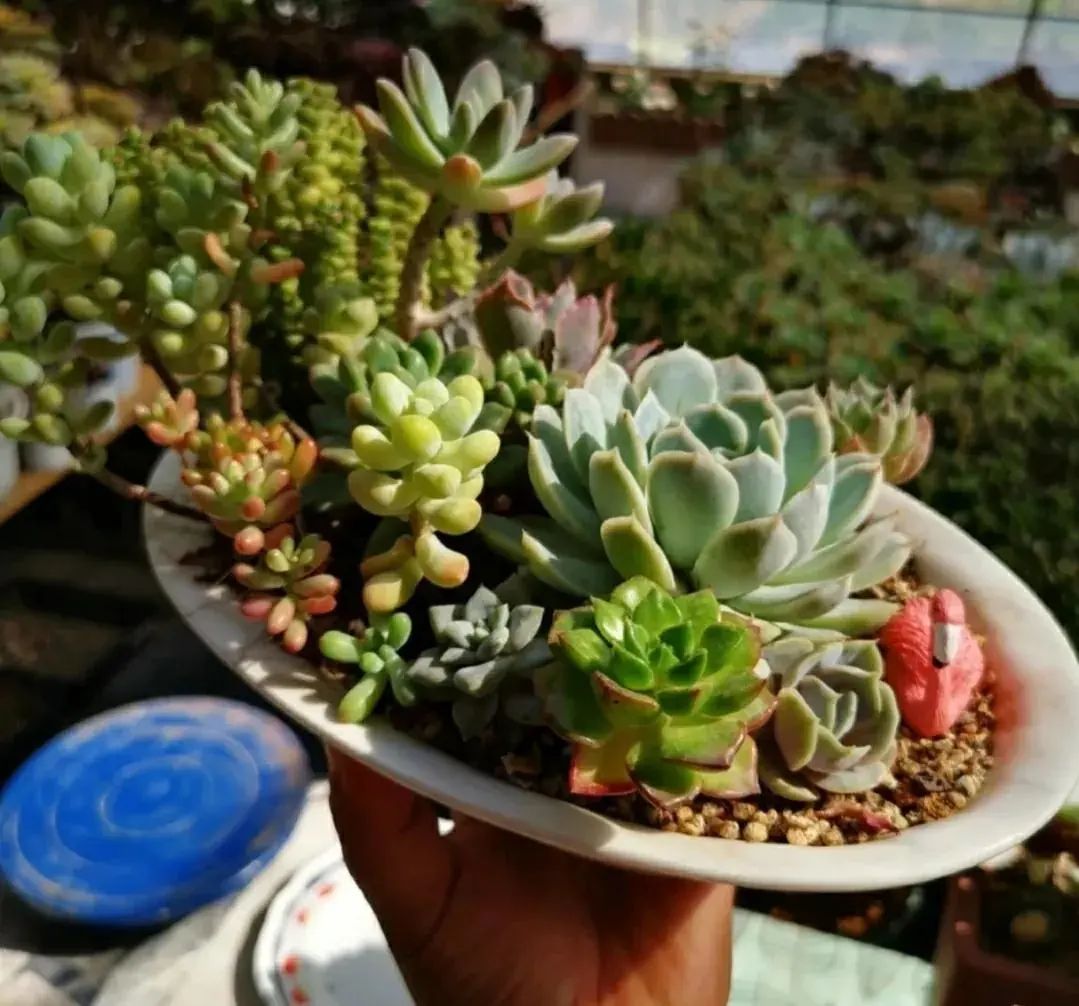 新手養多肉_初養多肉植物養什么_多肉初期怎么養