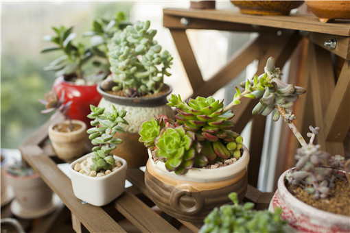 多肉植物寶石花怎么養_寶石養多肉花好不好_多肉寶石花怎么養