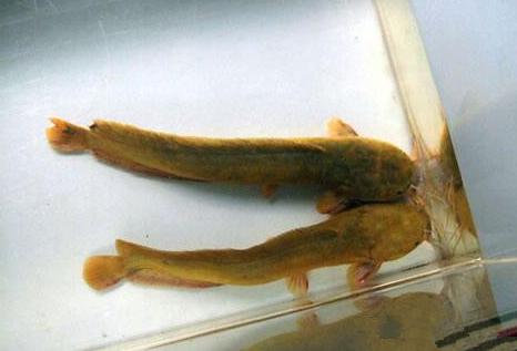 冷水食肉觀賞魚(yú)_冷水觀賞食肉魚(yú)有哪些_冷水觀賞食肉魚(yú)好看的魚(yú)有哪些