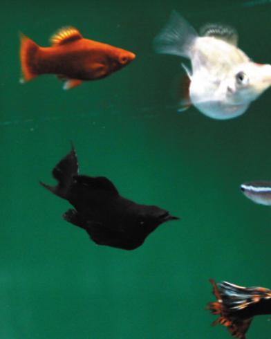 冷水食肉觀賞魚(yú)_冷水觀賞食肉魚(yú)好看的魚(yú)有哪些_冷水觀賞食肉魚(yú)有哪些