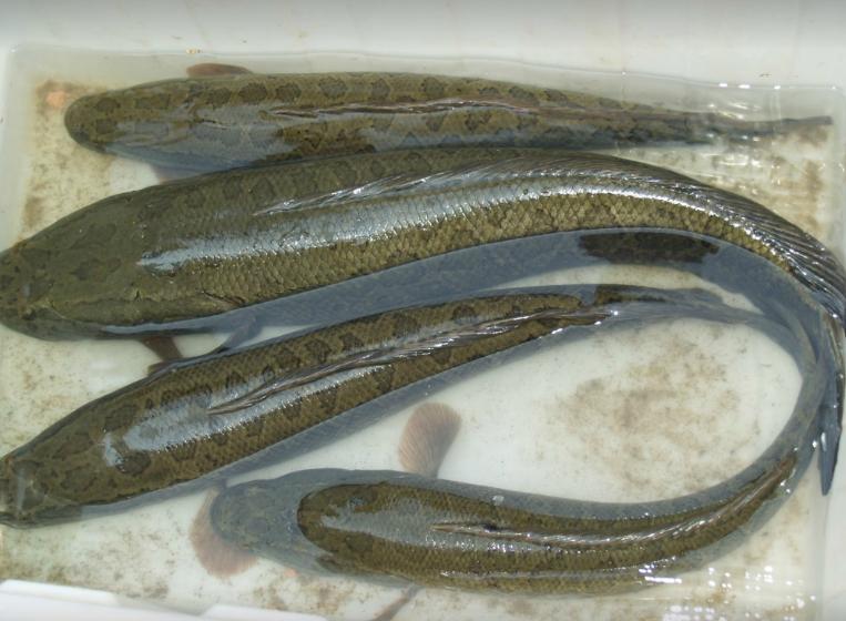 冷水觀賞食肉魚(yú)好看的魚(yú)有哪些_冷水觀賞食肉魚(yú)有哪些_冷水食肉觀賞魚(yú)