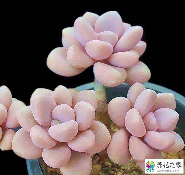 多肉艾倫掉葉子怎么辦_多肉艾倫掉葉子是怎么回事_艾倫多肉掉葉子是什么原因