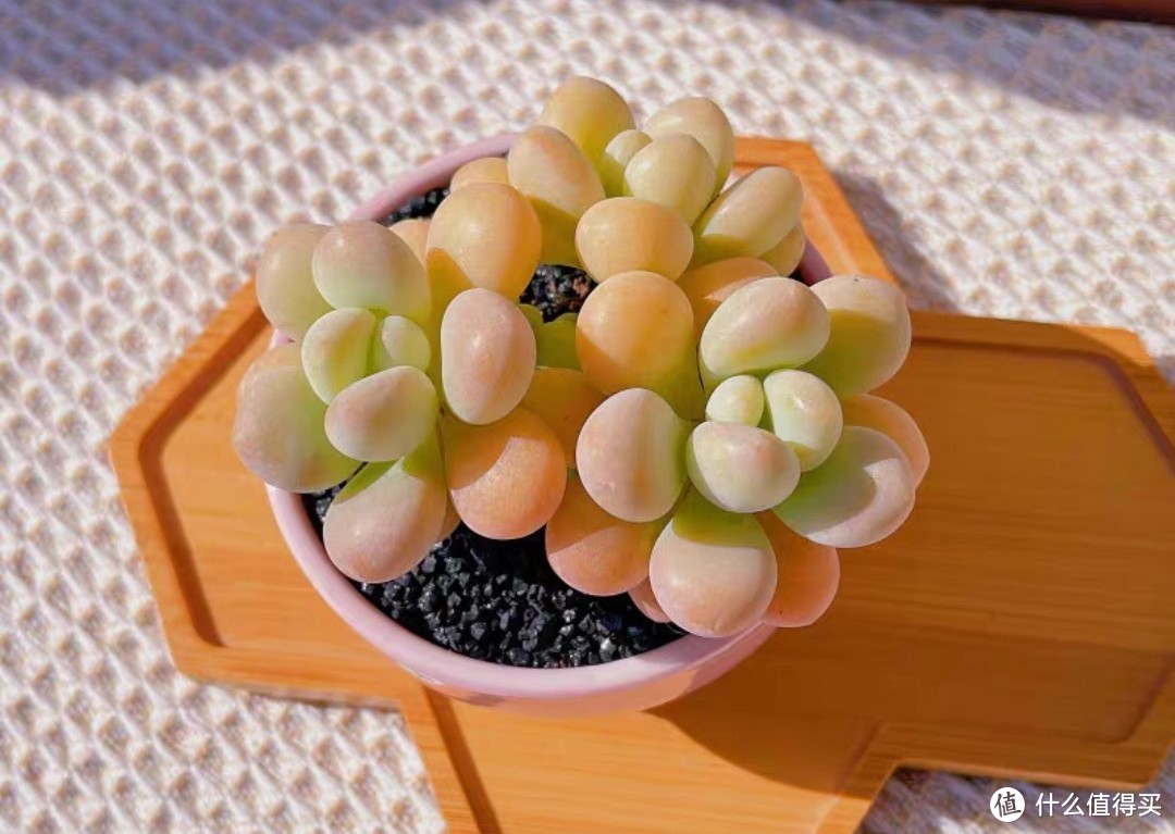 蘭虎皮多肉長得像什么東西_蘭虎皮多肉長得像什么花_長得像虎皮蘭的多肉