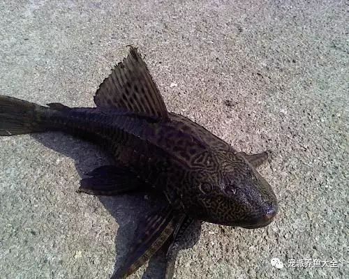 觀賞魚爛尾爛鰭爛鱗用什么藥_觀賞魚種類_什么觀賞魚