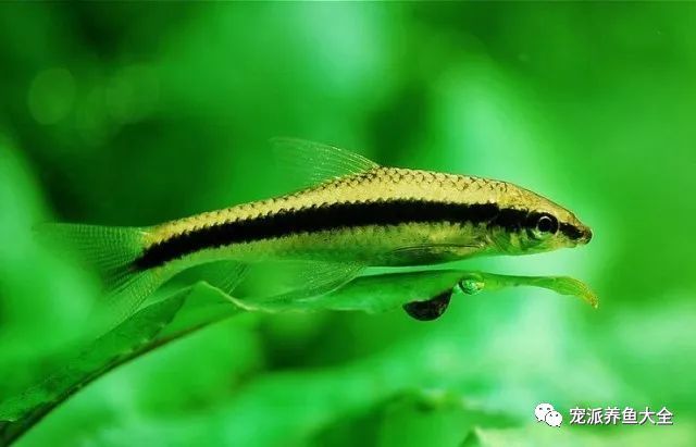 觀賞魚爛尾爛鰭爛鱗用什么藥_什么觀賞魚_觀賞魚種類
