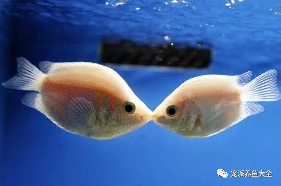 觀賞魚爛尾爛鰭爛鱗用什么藥_觀賞魚種類_什么觀賞魚