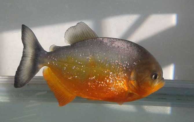 最值錢的觀賞魚是什么魚_什么觀賞魚最值錢_最值錢的觀賞魚