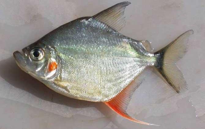 什么觀賞魚最值錢_最值錢的觀賞魚是什么魚_最值錢的觀賞魚