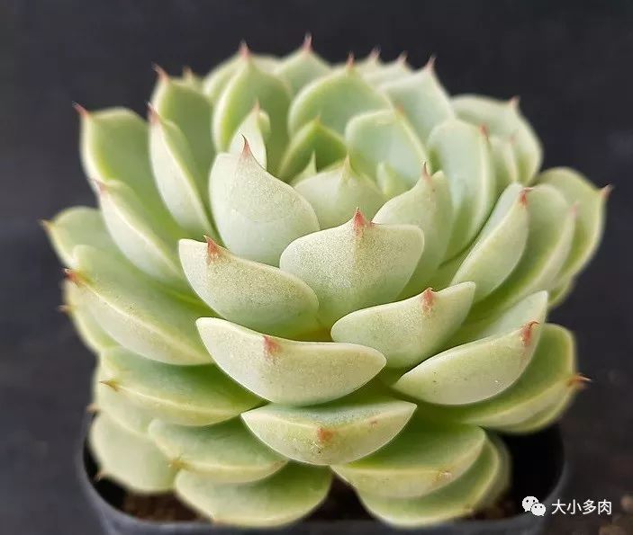 多肉大和錦和小和錦的區別_大河錦多肉_多肉大和錦能長多大