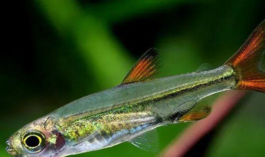 成群觀賞魚_小型觀賞魚愛成群游的_會(huì)群游的觀賞魚